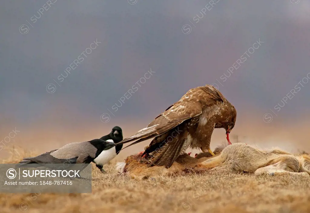 Common Buzzard (Buteo buteo), a Magpie (Pica pica) and a Hooded Crow (Corvus corone cornix) with the carcass of a deer