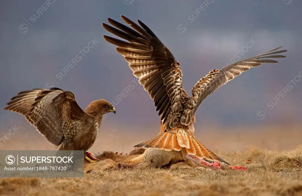 Common Buzzard (Buteo buteo) and a Red Kite (Milvus milvus) with the carcass of a deer