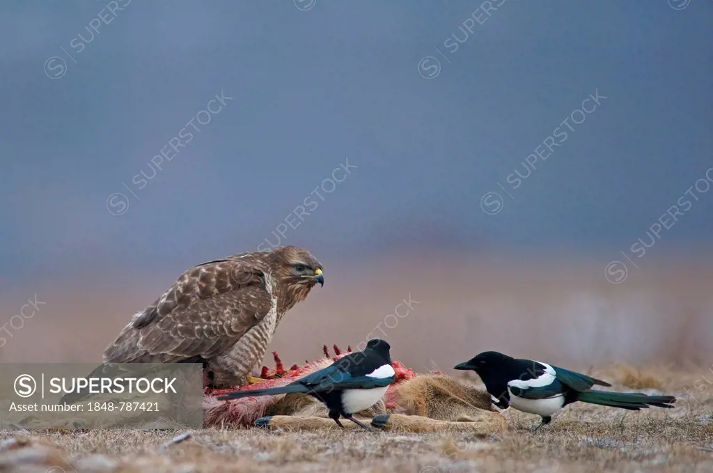Common Buzzard (Buteo buteo) and Magpies (Pica pica) with the carcass of a deer