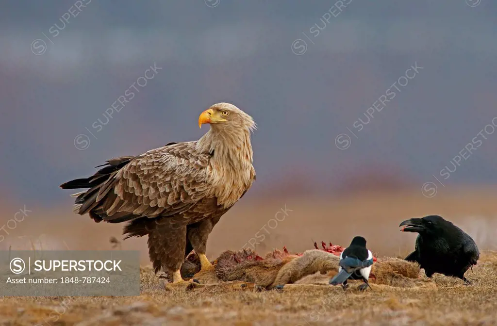 White-tailed Eagle or Sea Eagle (Haliaeetus albicilla), a Magpie (Pica pica) and a Raven (Corvus corax) with the carcass of a deer