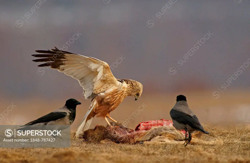 Marsh Harrier (Circus aeruginosus), male, and Hooded Crows (Corvus corone cornix) with the carcass of a deer