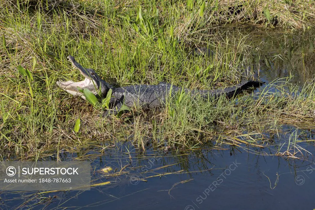 American Alligator (Alligator mississippiensis) with open mouth