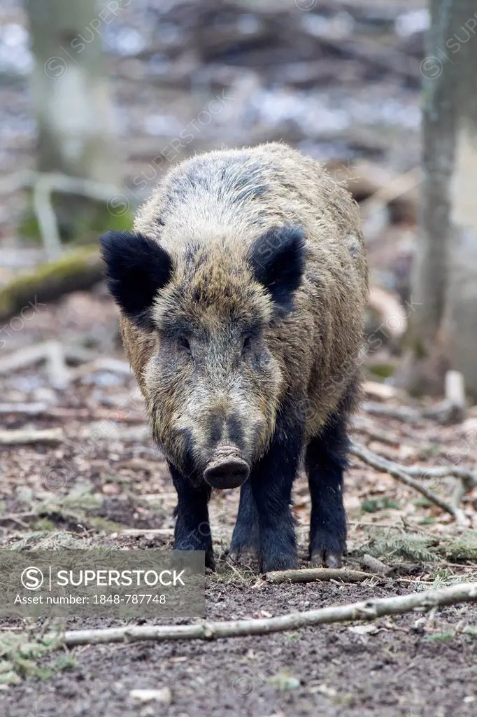 Wild boar (Sus scrofa), sow