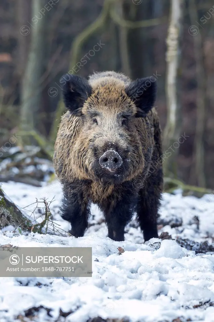 Wild boar (Sus scrofa), tusker