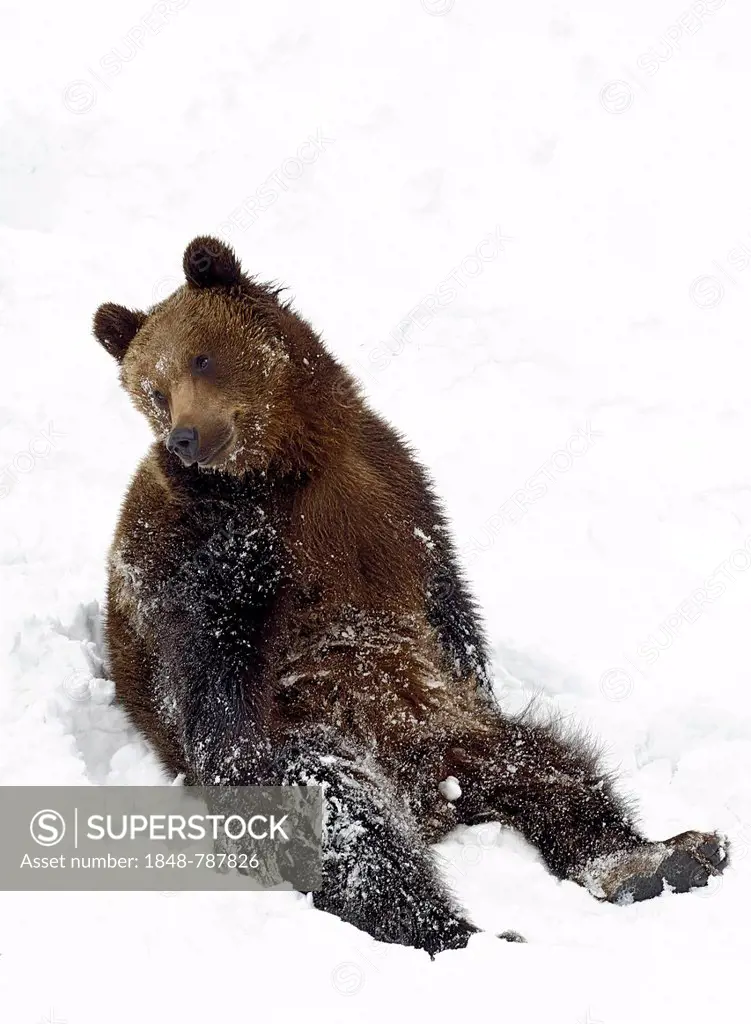 European Brown Bear (Ursus arctos) sitting in the snow