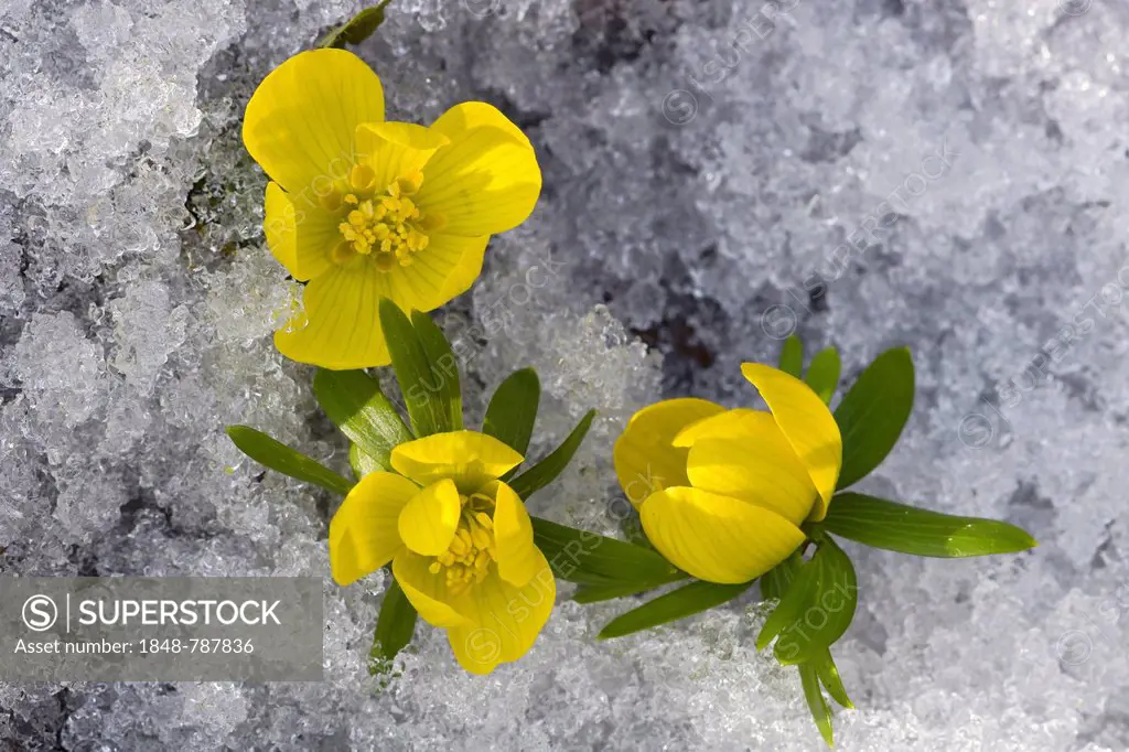 Winter Aconite (Eranthis hyemalis), flowering in the snow