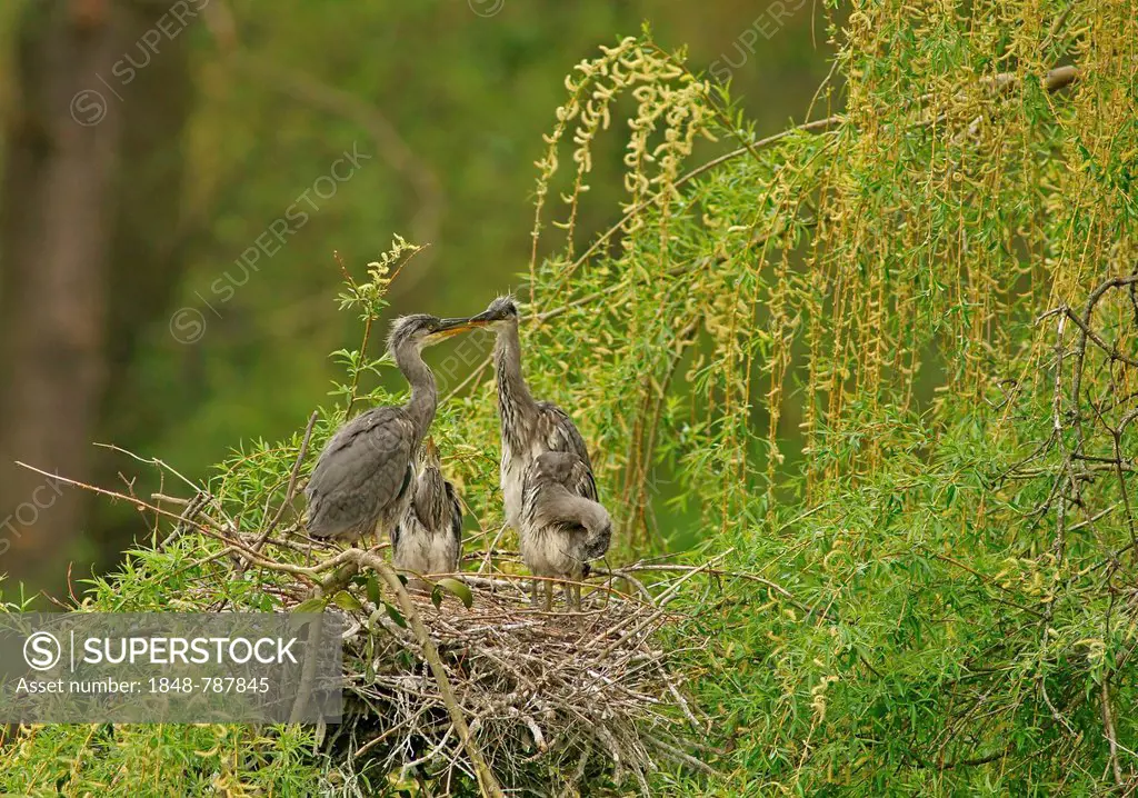 Grey Heron (Ardea cinerea) and chicks in a nest