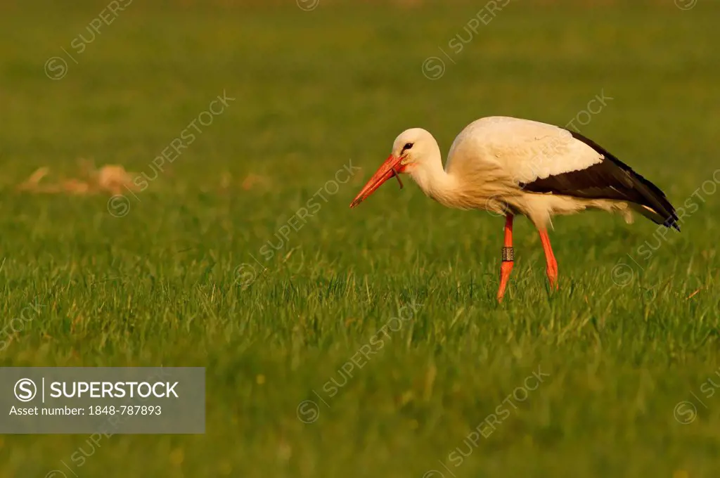 White Stork (Ciconia ciconia) with earthworm as prey