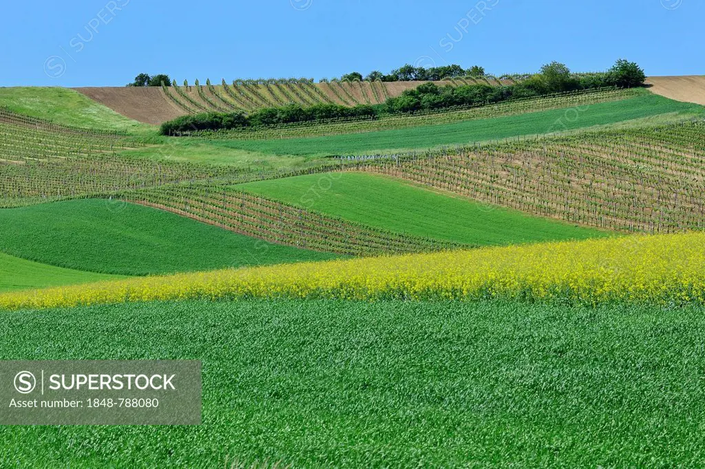 Vineyards, fields and flowering Rape (Brassica napus)