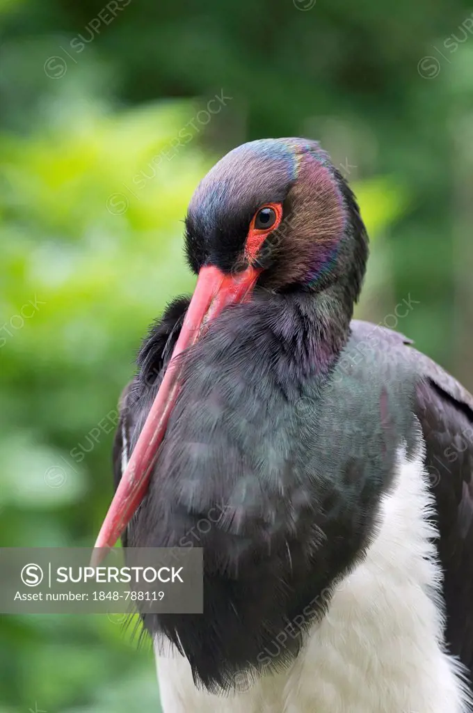 Black Stork (Ciconia nigra), portrait, captive