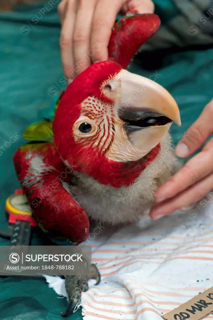 Control examination and collection of biometric data, macaw chick, 50 days, Green-winged Macaw or Red and Green Macaw (Ara chloroptera), Tambopata Res...