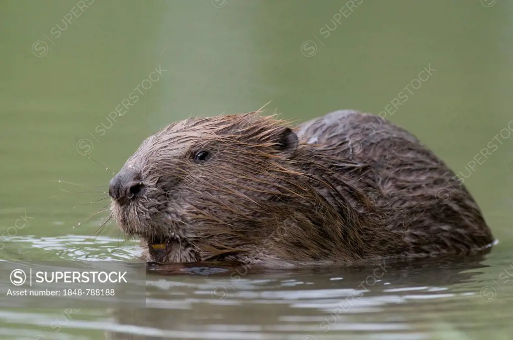 European Beaver (Castor fiber) in water