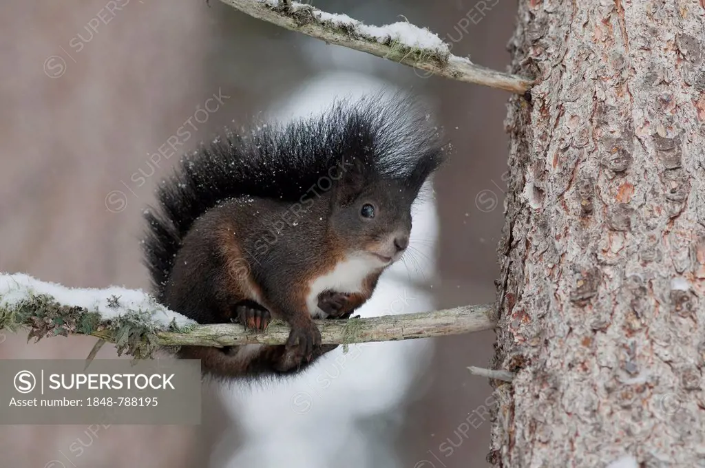 Squirrel (Sciurus vulgaris) with a winter coat on a snow-covered branch