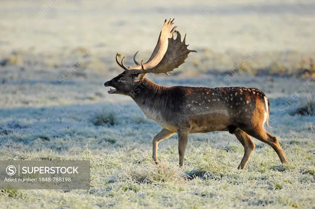 Fallow Deer (Dama dama), buck belling during the rutting season, captive