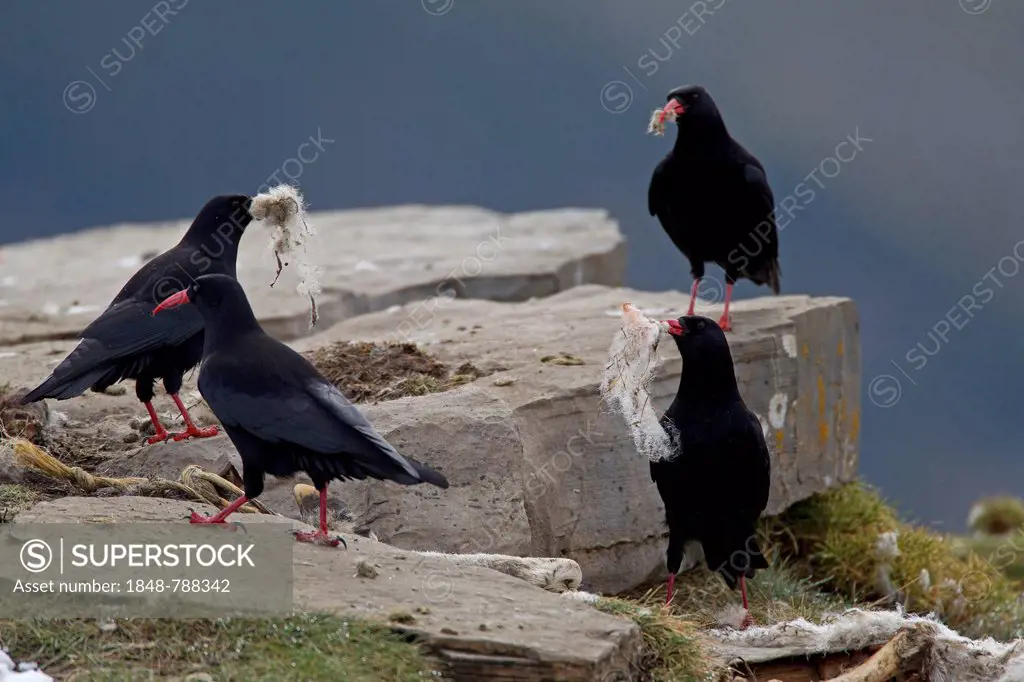 Alpine Choughs (Chough pyrrhocorax) with sheep's wool as nesting material