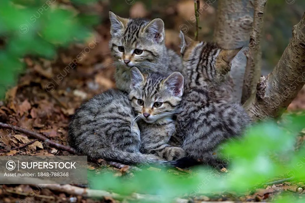 Wildcat (Felis silvestris), kittens, young