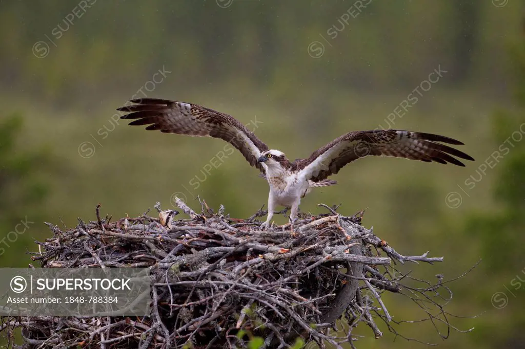 Osprey or Sea Hawk (Pandion haliaetus) landing on an aerie