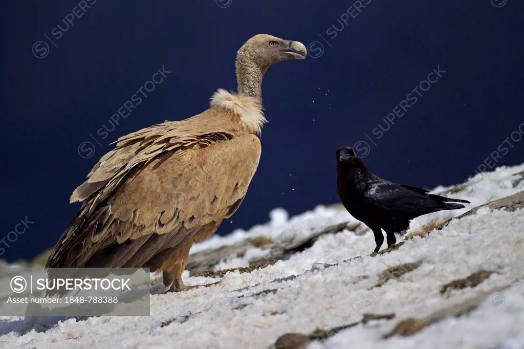 Griffon Vulture (Gyps fulvus) and Raven (Corvus corax)