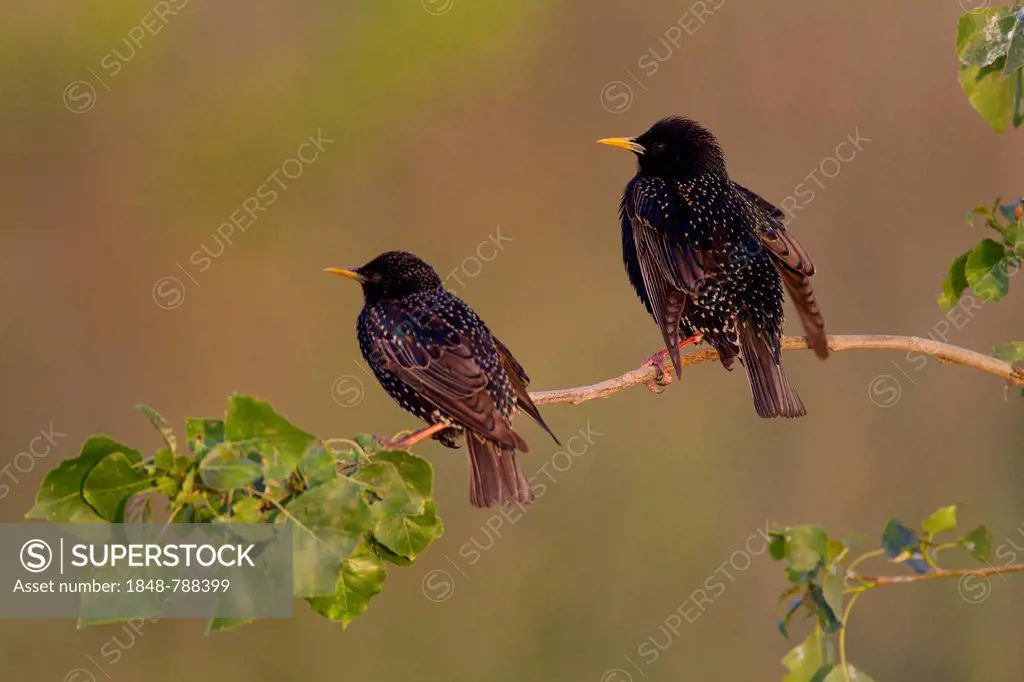 Starlings (Sturnus vulgaris) during courtship