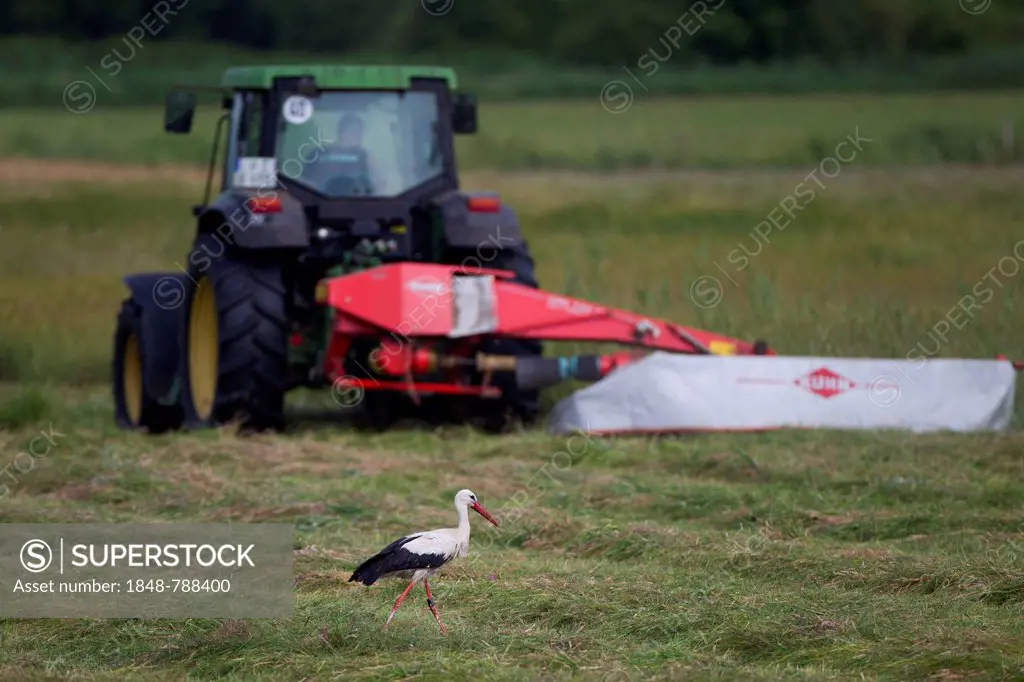 White Stork (Ciconia ciconia) in search of food shortly after a mower has mown a field