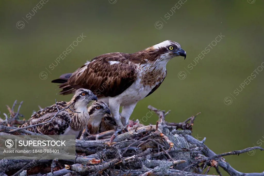Osprey or Sea Hawk (Pandion haliaetus) in an aerie with chicks