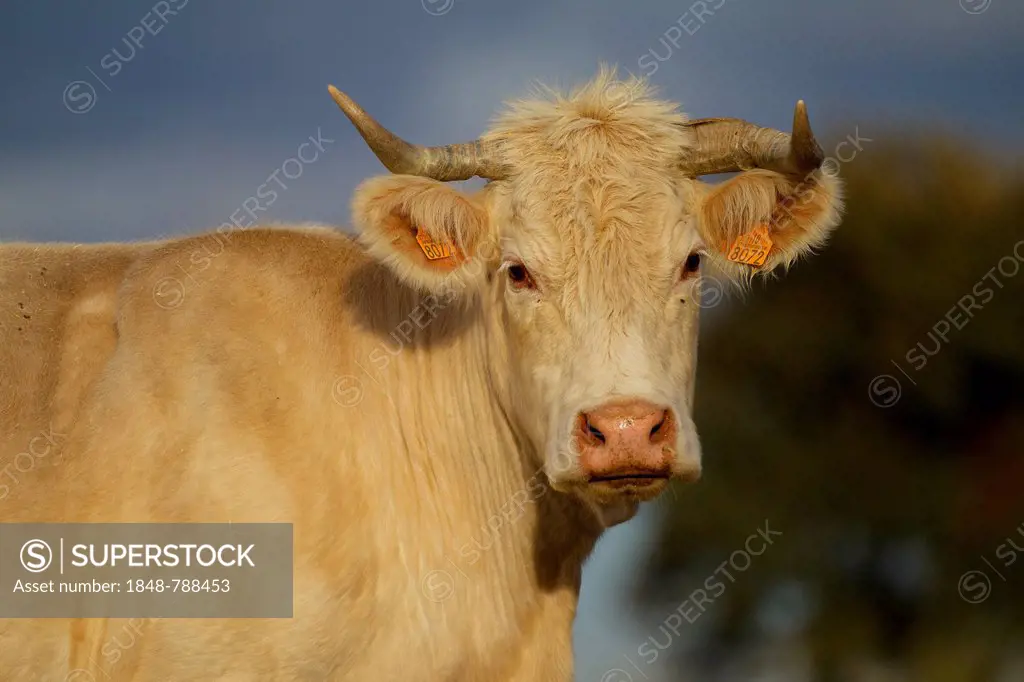 Domestic Cattle (Bos primigenius taurus), portrait