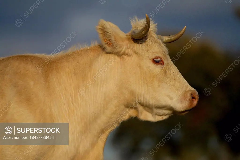 Domestic Cattle (Bos primigenius taurus), portrait