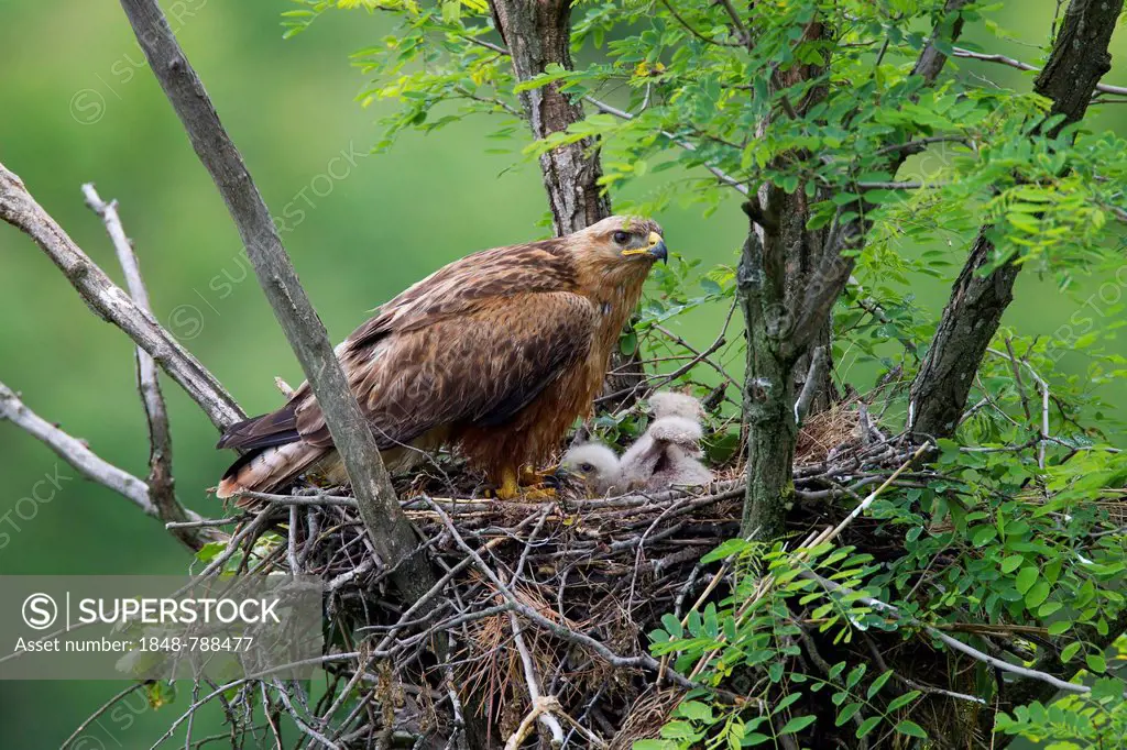 Long-legged Buzzard (Buteo Rufinus), females and chick, young bird, on nest