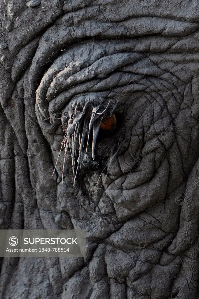 African Bush Elephant (Loxodonta africana), detail of an eye