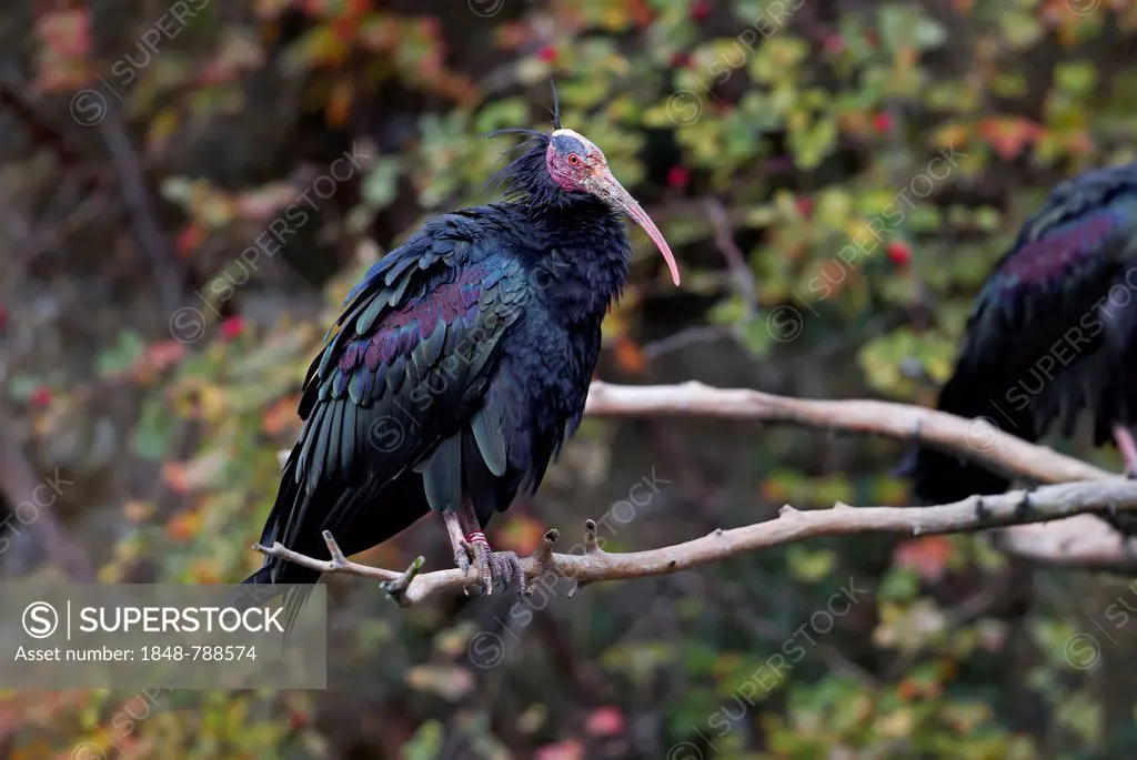 Northern Bald Ibis (Geronticus eremita)