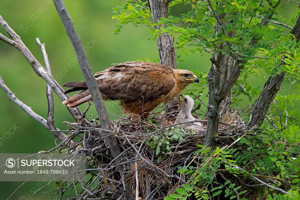 Long-legged Buzzard (Buteo Rufinus), female with chick, young bird, on the nest
