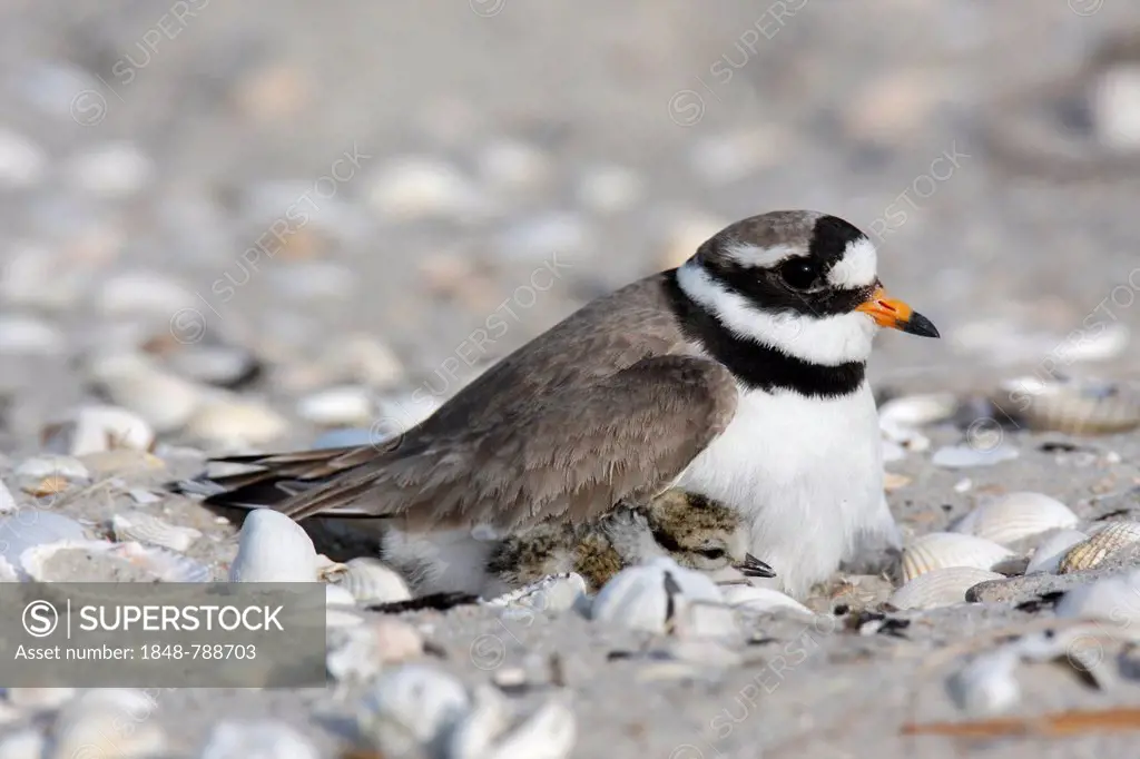 Ringed Plover (Charadrius hiaticula) brooding on a nest with a chick