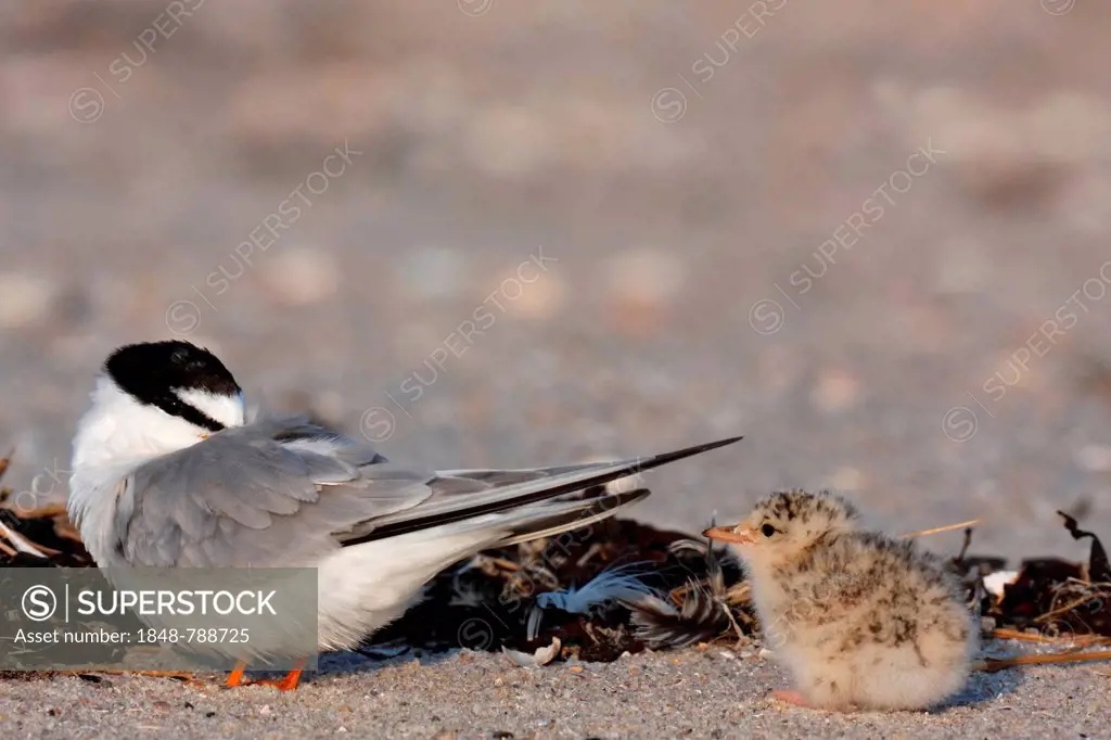 Little Tern (Sterna albifrons), adult bird with chick