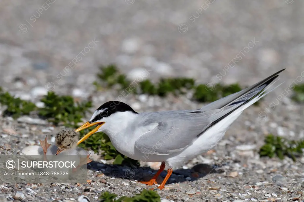 Little Tern (Sterna albifrons), inner-species aggression