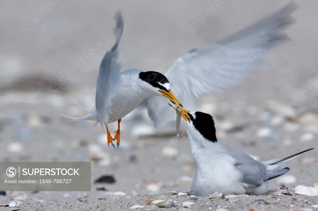 Little Tern (Sterna albifrons), feeding during courtship, supply of food to breeding partner