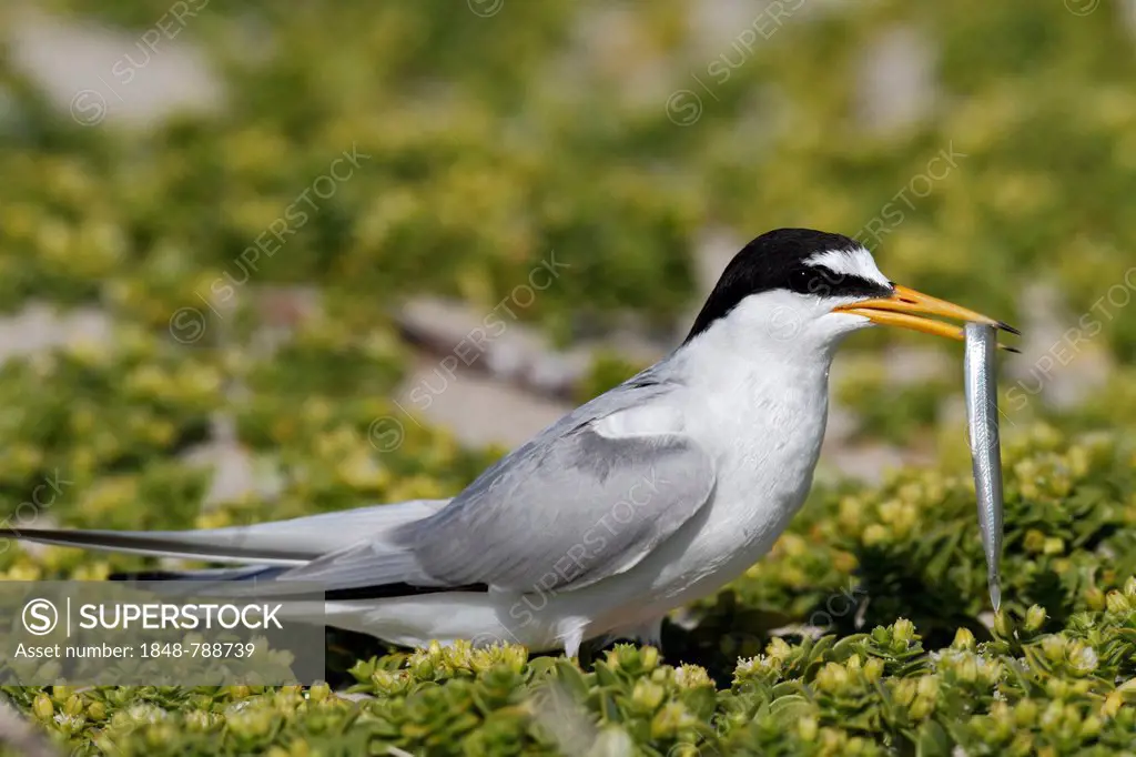 Little Tern (Sterna albifrons) with sandeel