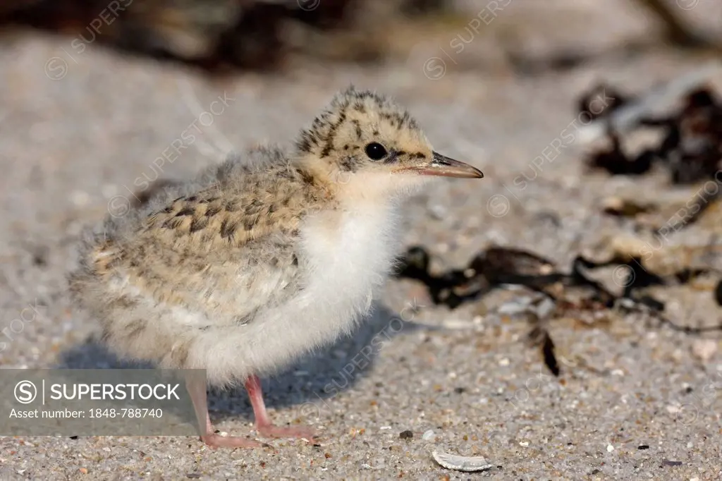 Little Tern (Sterna albifrons), chick
