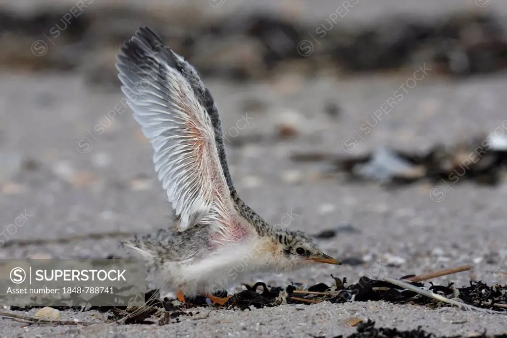 Little Tern (Sterna albifrons), chick flapping its wings