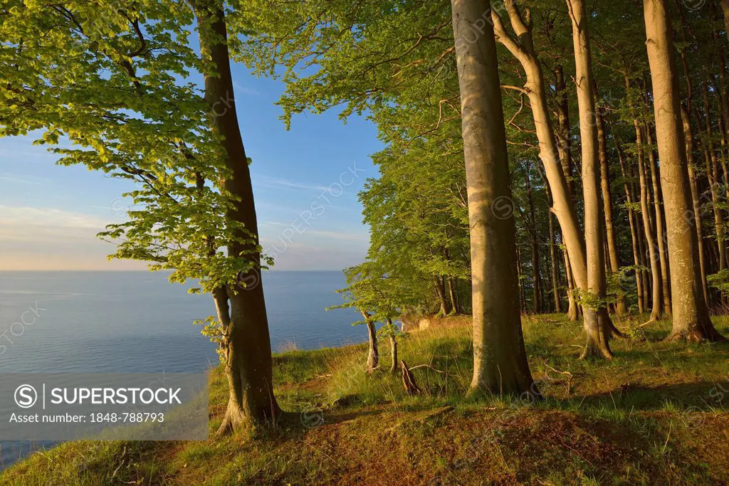 Beech forest on the edge of the steep coast in the first morning light