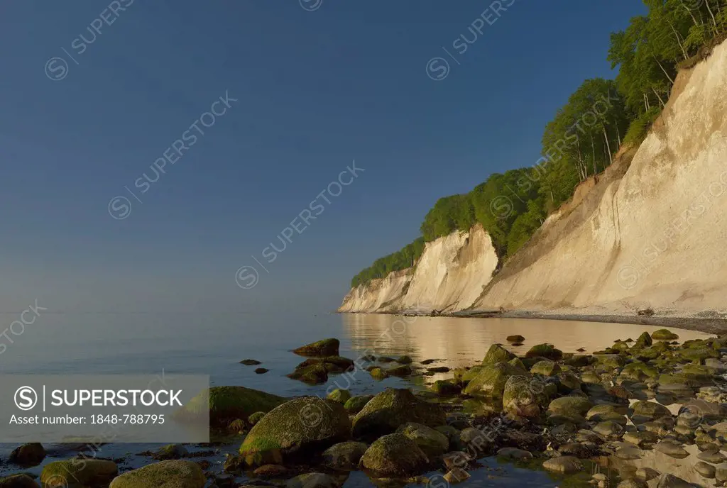 Stones on the beach, trees growing on the steep coast with chalk cliffs