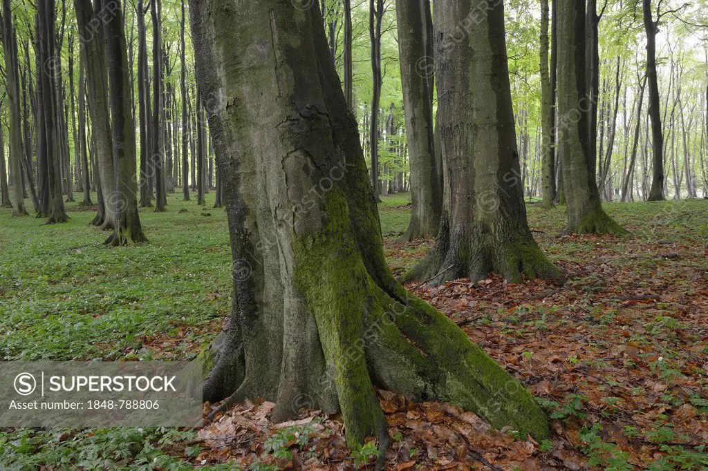Forest with Beeches (Fagus sylvatica) and Wood Anemone (Anemone nemorosa)