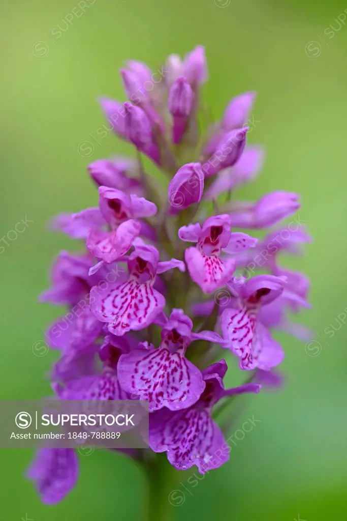 Robust Marsh Orchid (Dactylorhiza elata hybrid 'Alex Duguid')