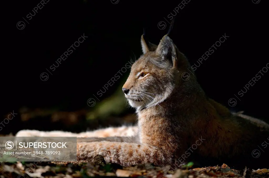 Eurasian Lynx or Northern Lynx (Lynx lynx) lying in a sunny spot