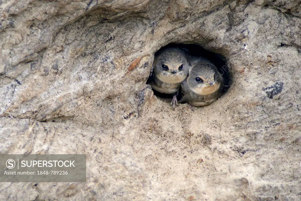 Sand Martins or Bank Swallows (Riparia riparia) nestlings looking out of nesting hole