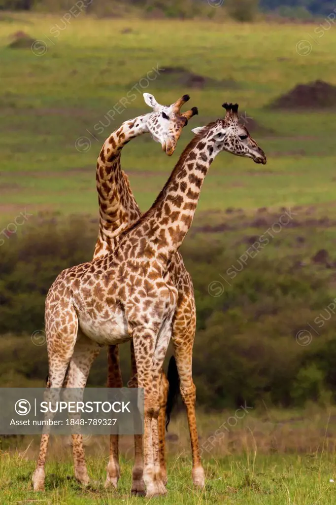 Two Giraffes (Giraffa camelopardalis), fighting bulls