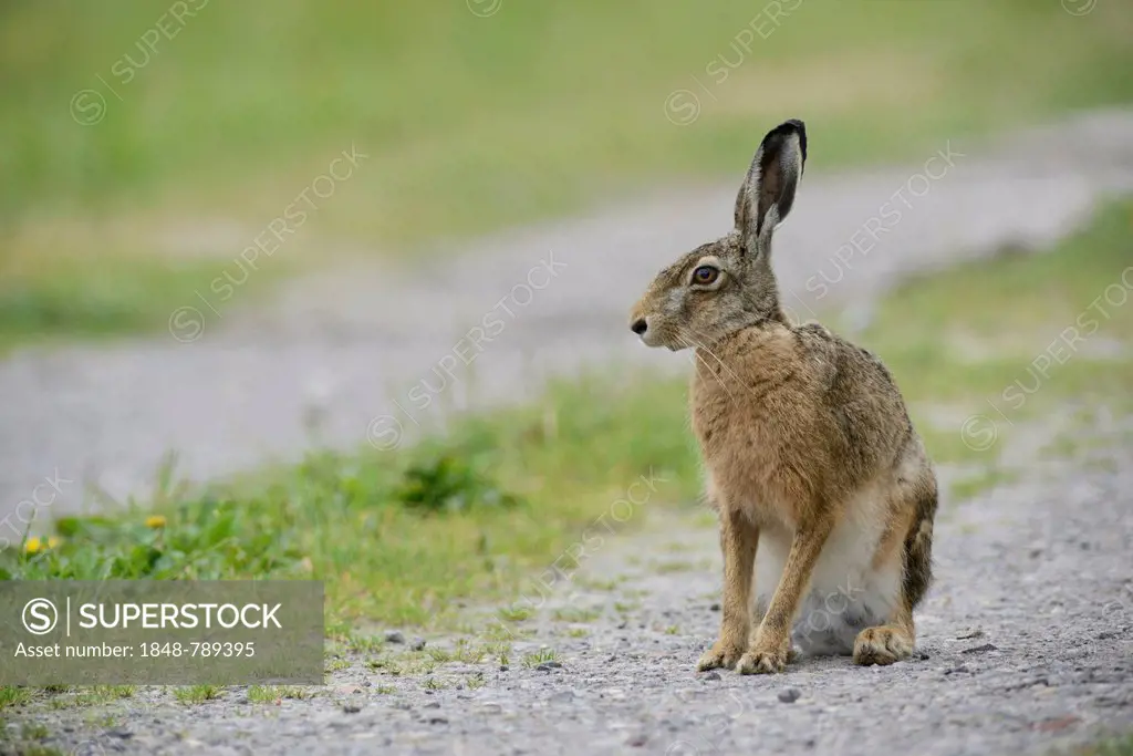 European Hare or Brown Hare (Lepus europaeus), sitting