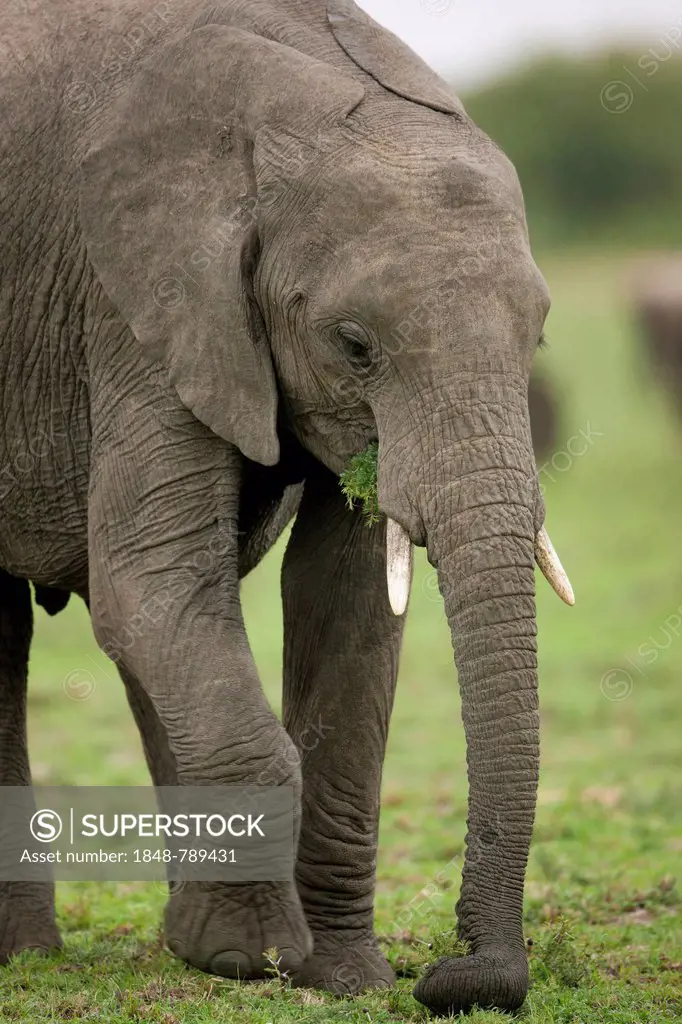 African Bush Elephant (Loxodonta africana), feeding, plucking grass with its trunk