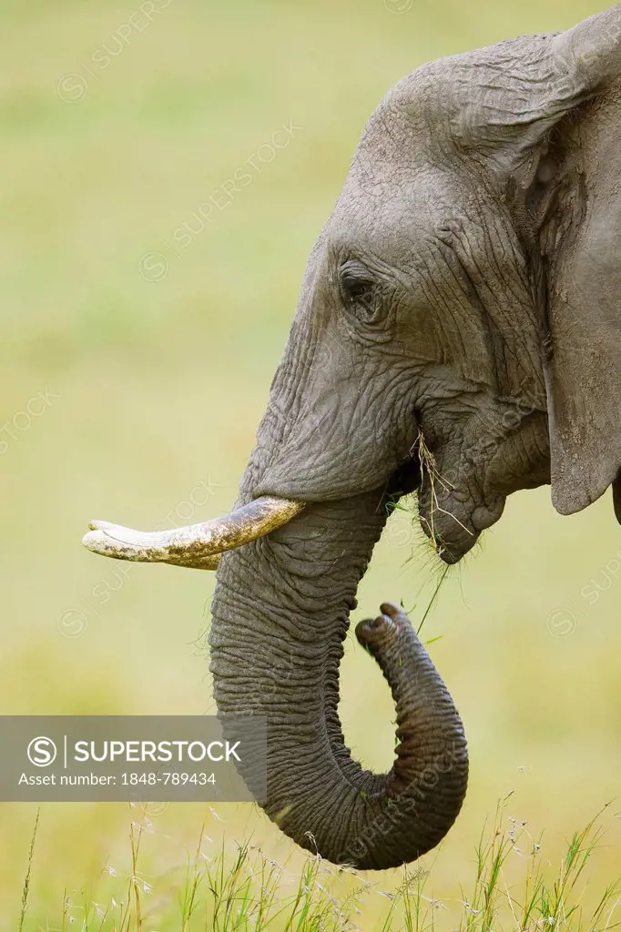 African Bush Elephant (Loxodonta africana), feeding