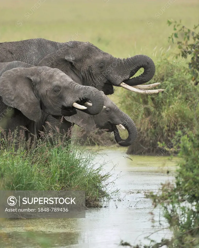 Three synchronously drinking African Bush Elephants (Loxodonta africana) at a waterhole