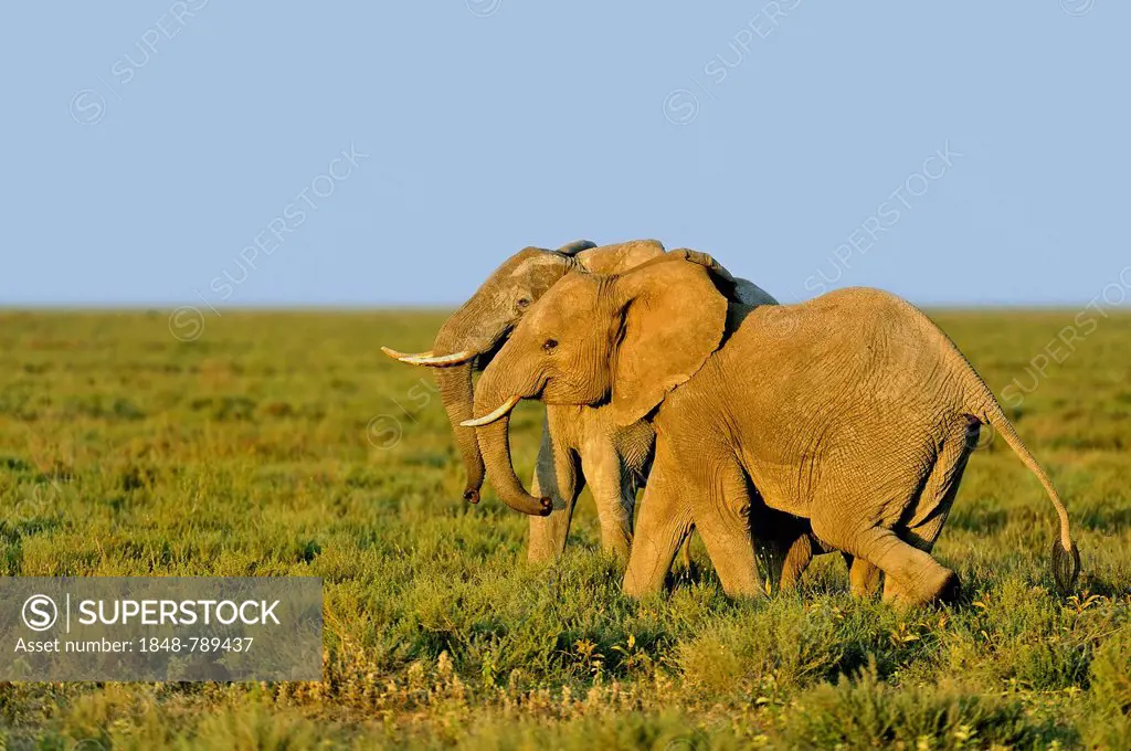 Two running African Bush Elephants (Loxodonta africana)